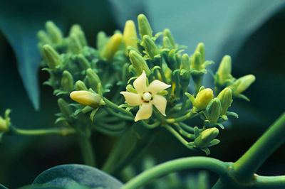 Джимнема: как контролировать тягу к сладкому